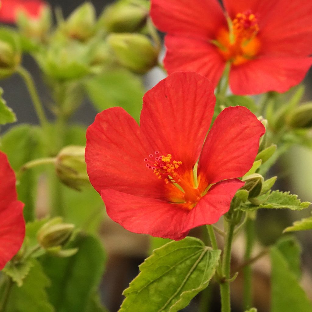 Pavonia Flamboyant