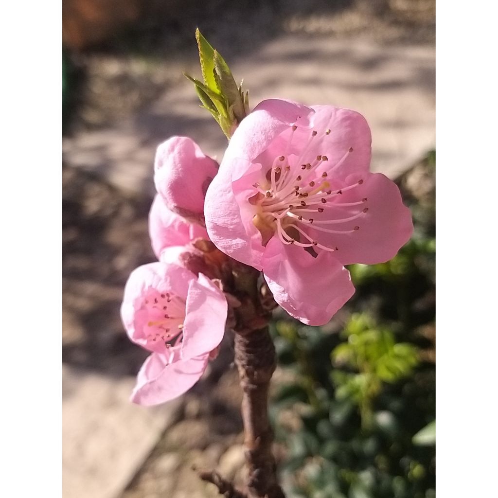 Pfirsich Amber Pix Zee - Prunus persica