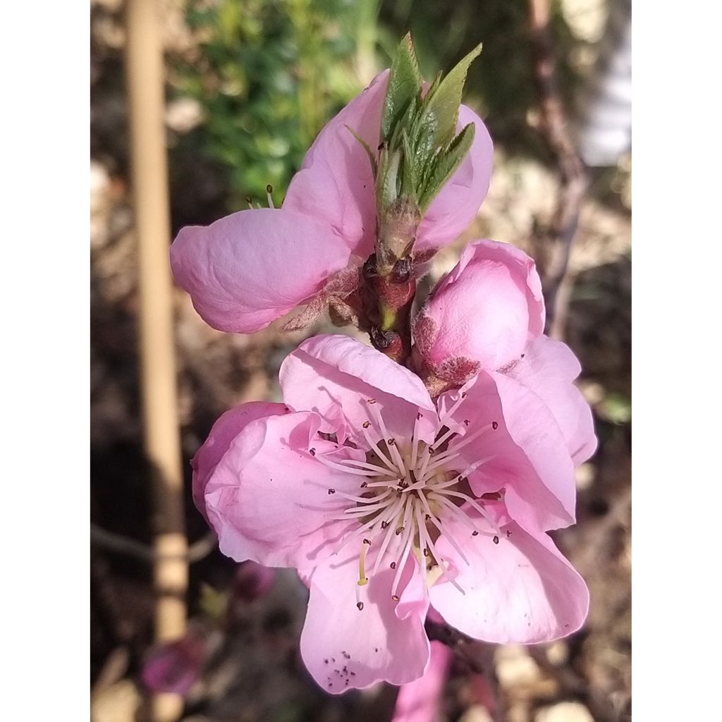 Pfirsich Amber Pix Zee - Prunus persica