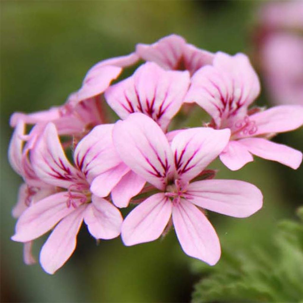 Duftende Pelargonie Grey Lady Plymouth - Pelargonium graveolens
