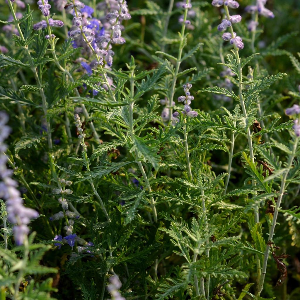 Blauraute Blue Spire - Perovskia atriplicifolia