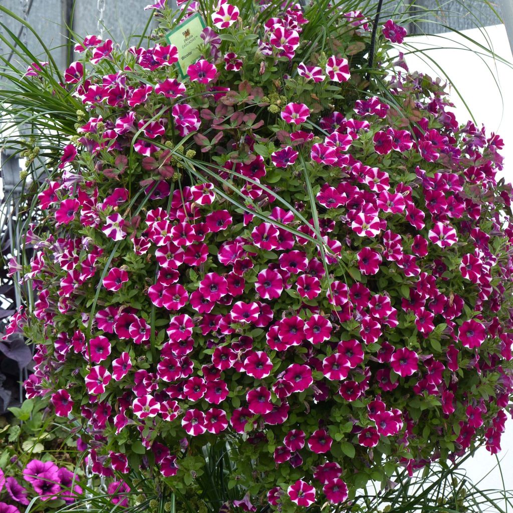 Petunia Bicolor Cabernet