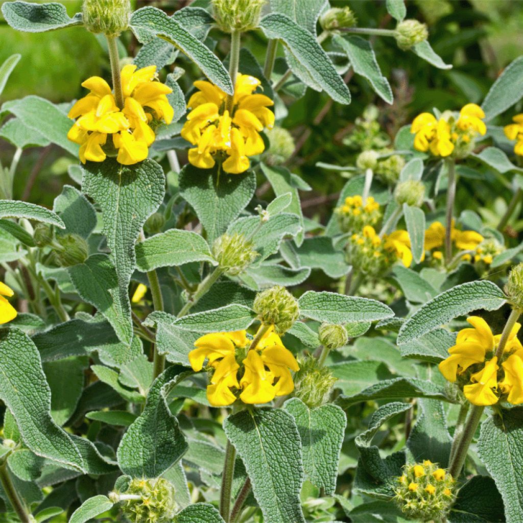 Phlomis bourgaei - Brandkraut