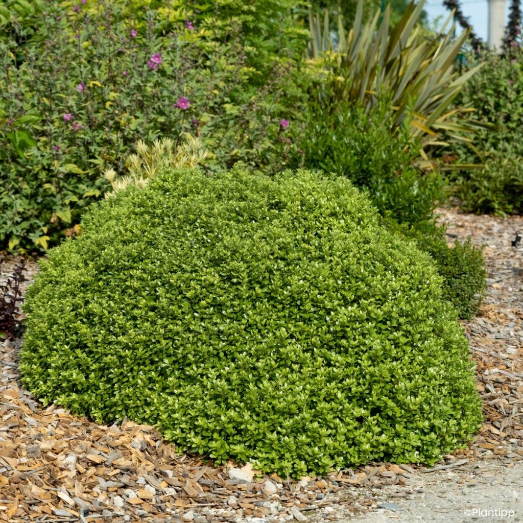 Pittosporum tenuifolium Beach Ball