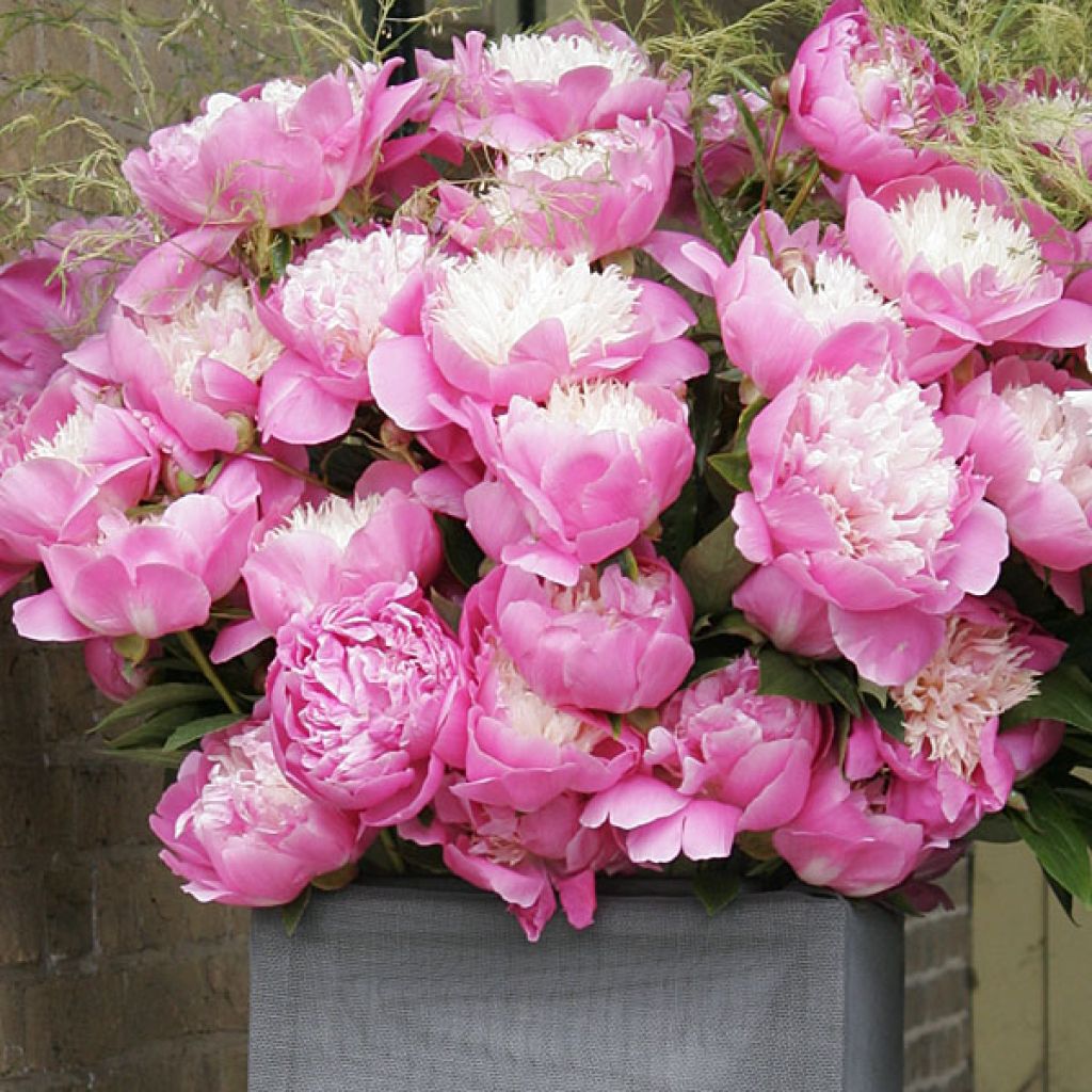 Paeonia lactiflora Bowl of Beauty - Edel-Pfingstrosen