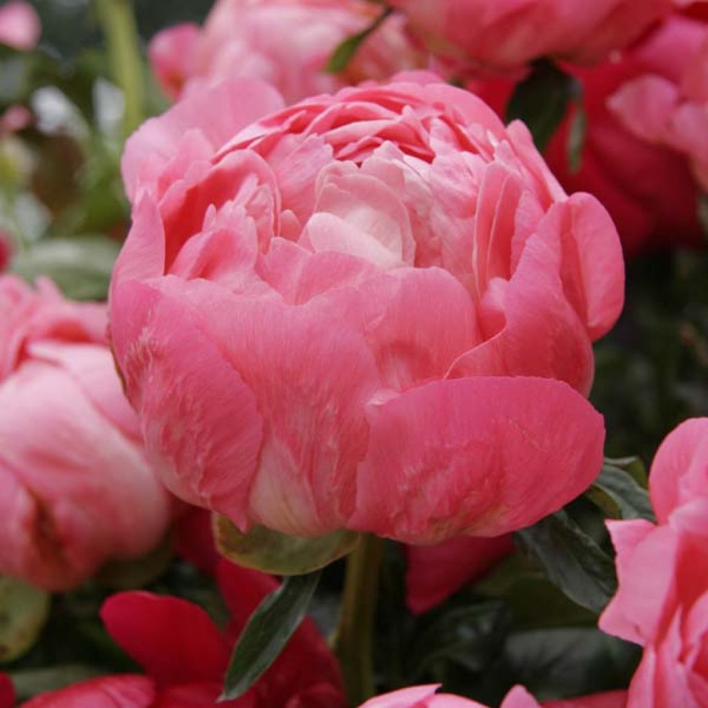 Paeonia lactiflora Coral Sunset - Edel-Pfingstrosen