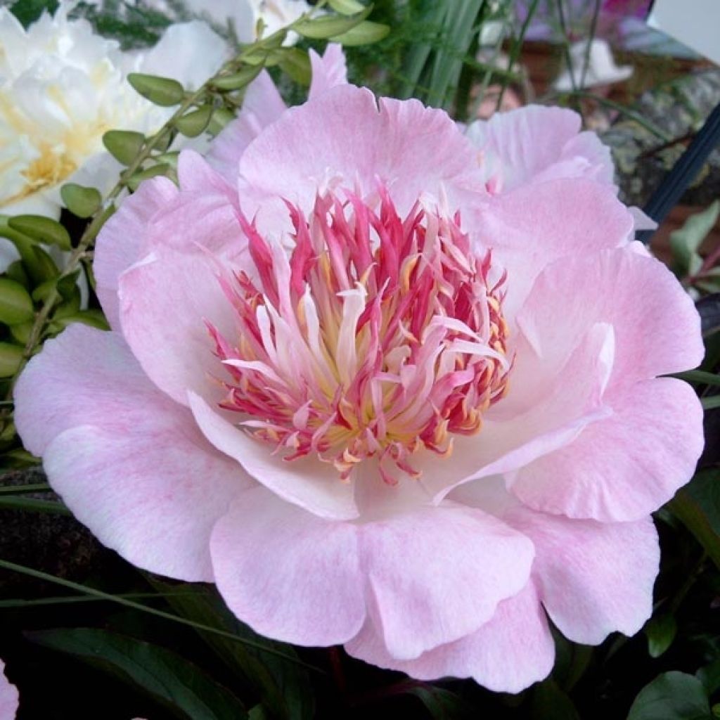 Paeonia lactiflora Do Tell - Edel-Pfingstrosen