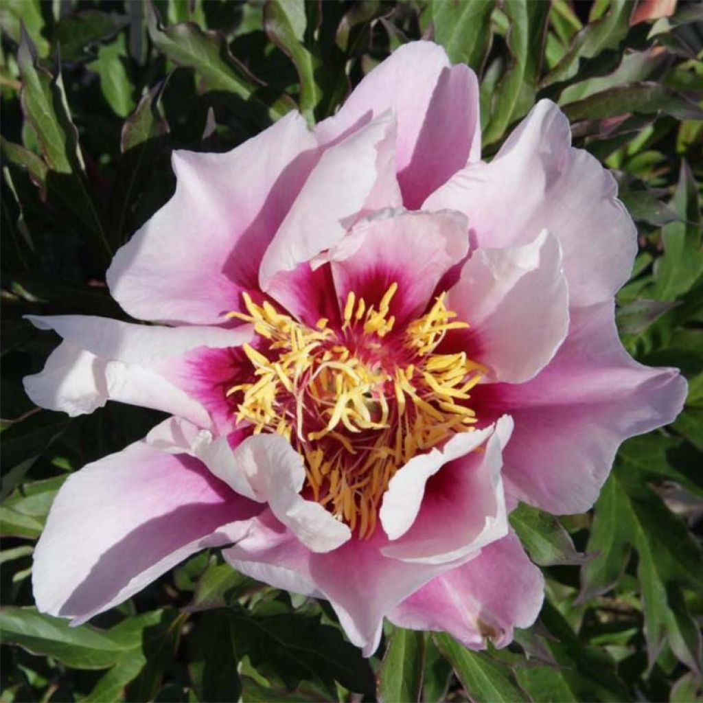 Paeonia Itoh Cora Louise