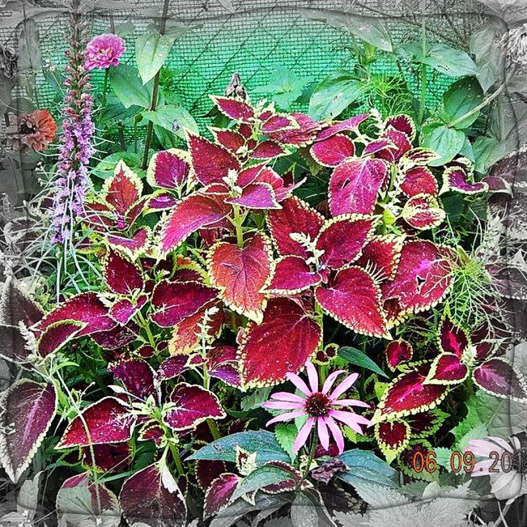 Buntnessel Wizard Mixed (Samen) - Solenostemon