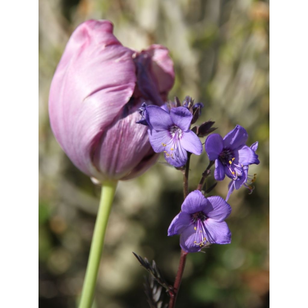 Polemonium Bressingham Purple - Jakobsleiter