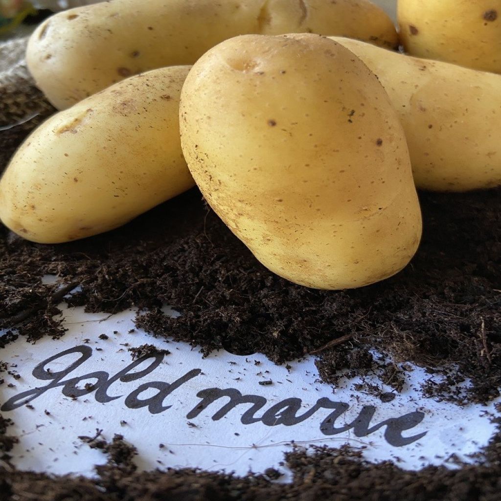 Pomme de terre Goldmarie