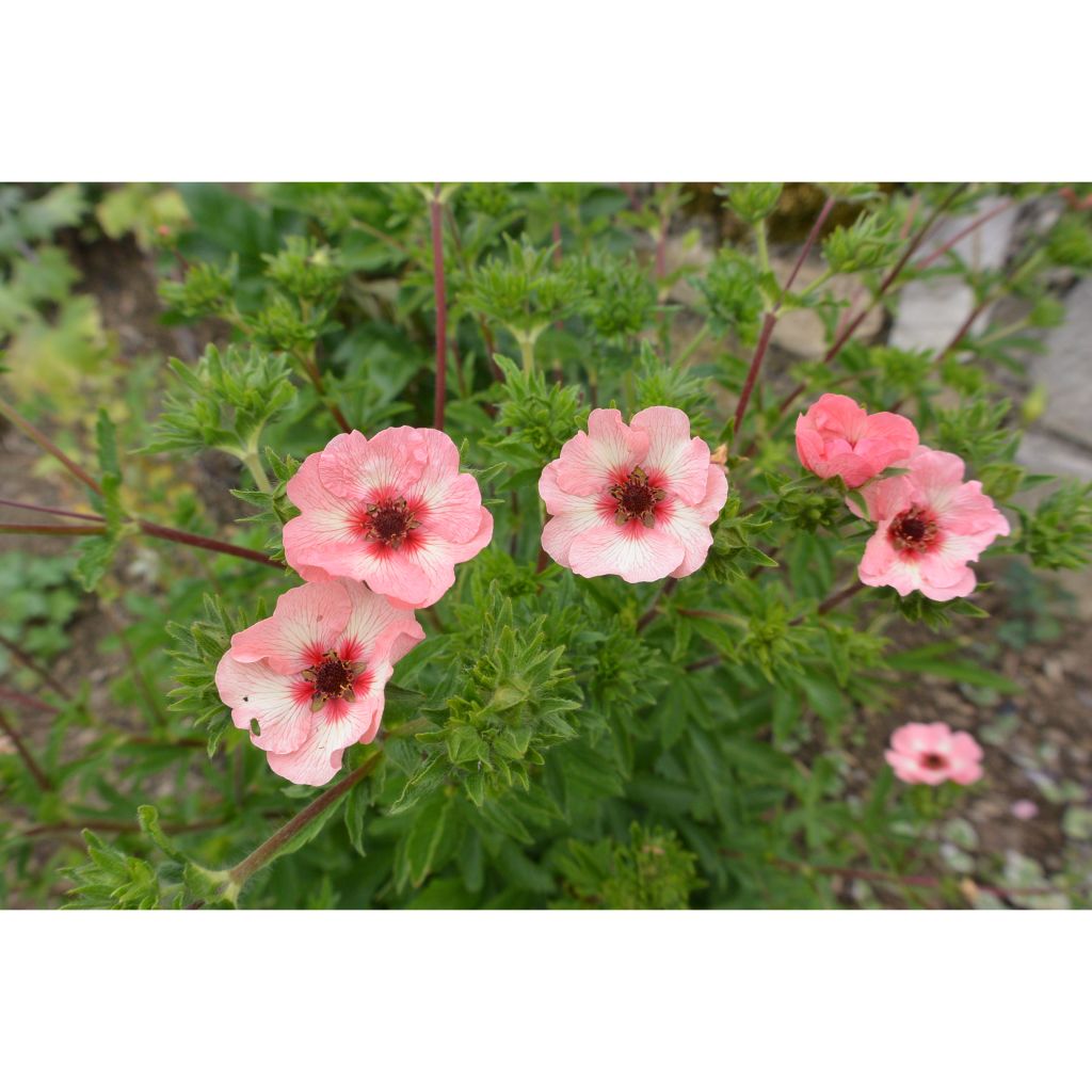 Potentilla hopwoodiana - Hopwoods Fingerkraut