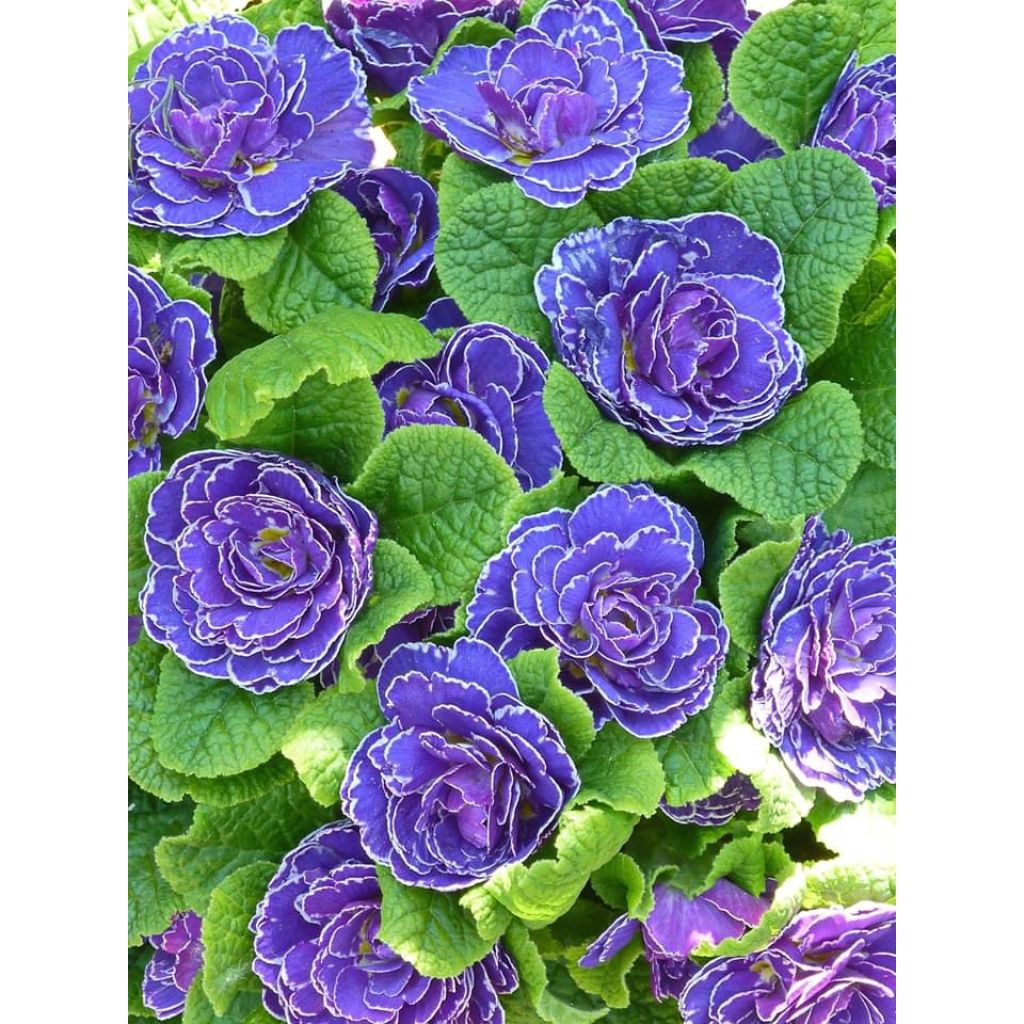 Primula Belarina Amethyst Ice - Kissenprimel