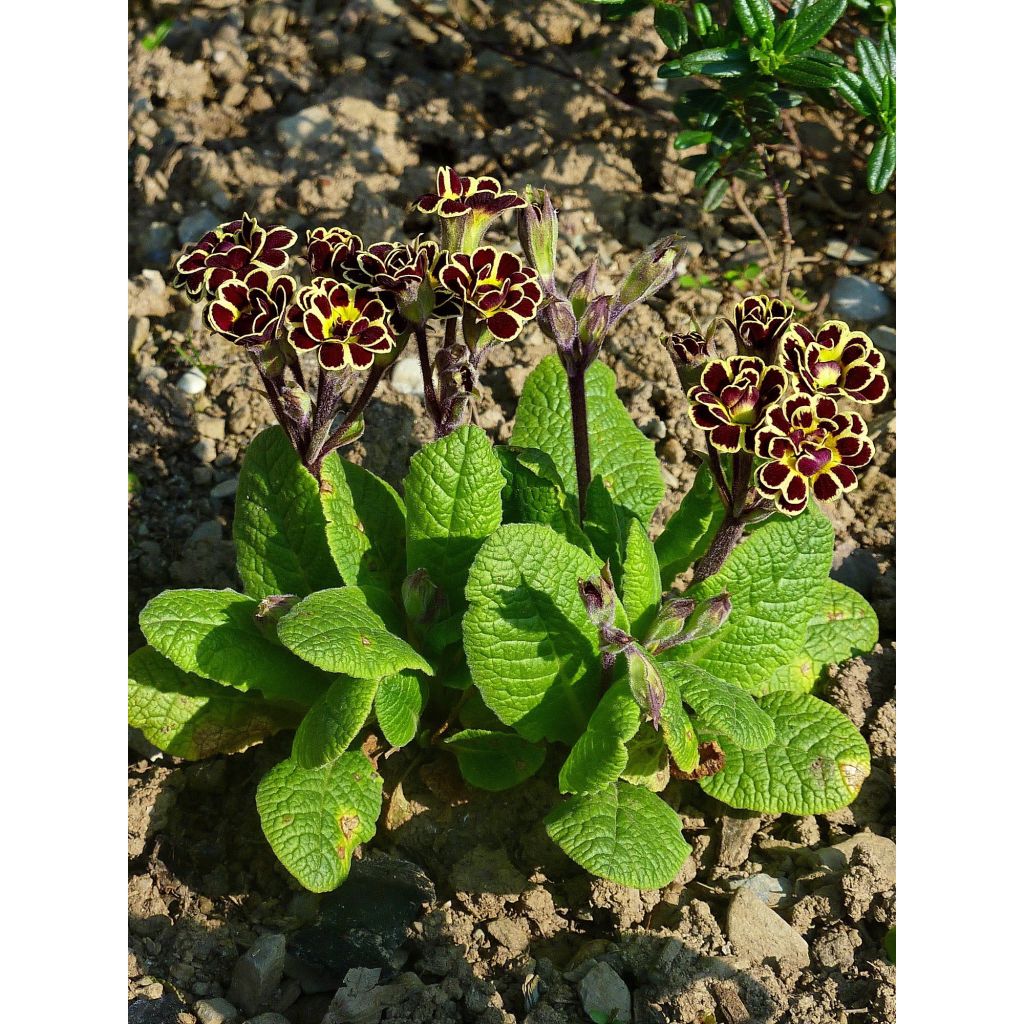Primula Elizabeth Killelay - Kissenprimel