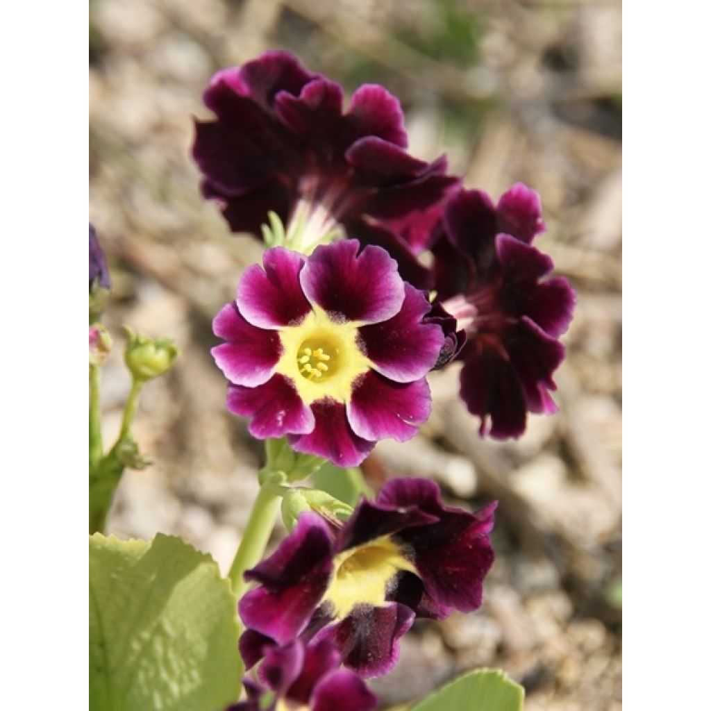 Primula pubescens Mix - Primel