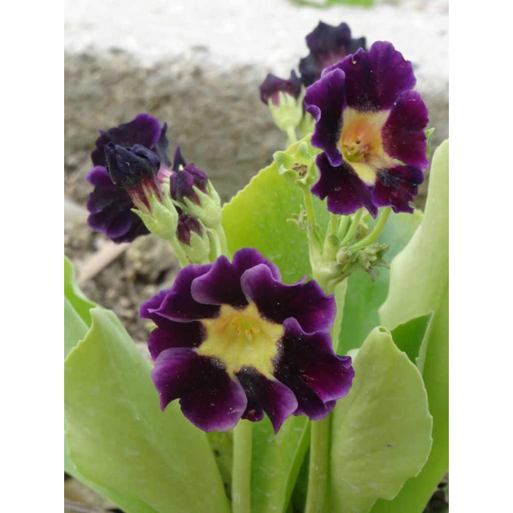 Primula pubescens Mix - Primel