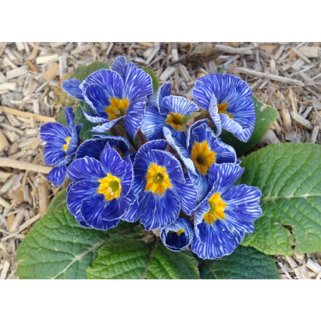 Primula polyantha Tie Dye - Primel