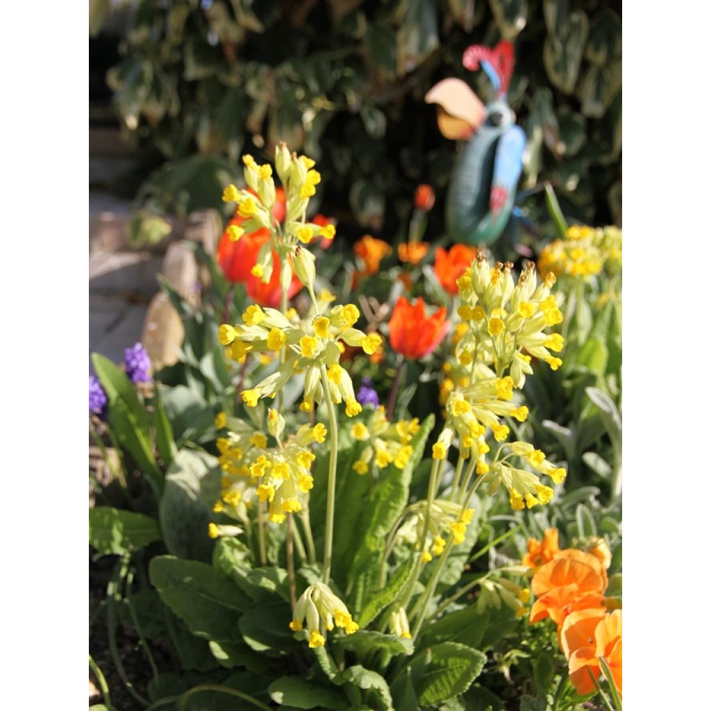 Primula veris - Primel