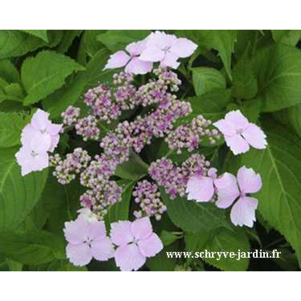 Hydrangea serrata Princesse Eugénie - Tellerhortensie