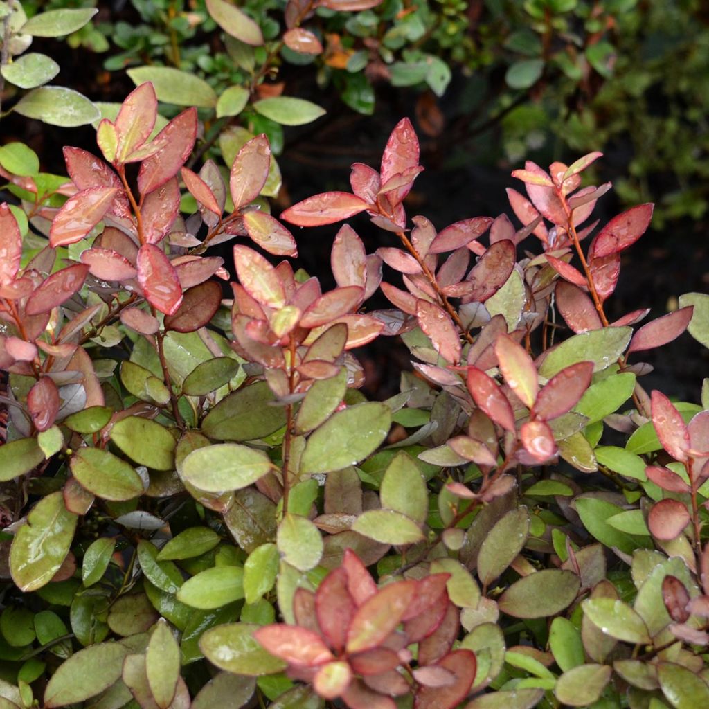 Pseudowintera colorata - Drimys colorata