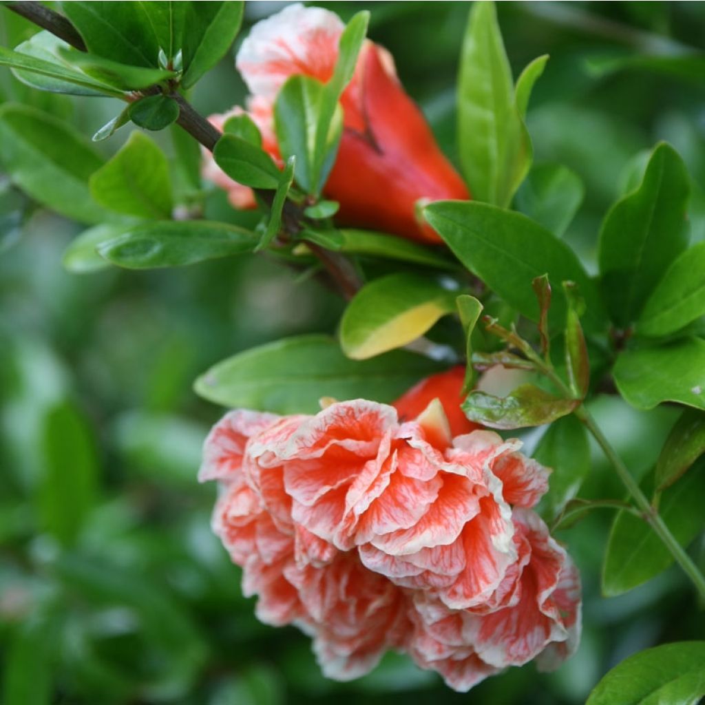 Punica granatum California Sunset - Granatapfelbaum