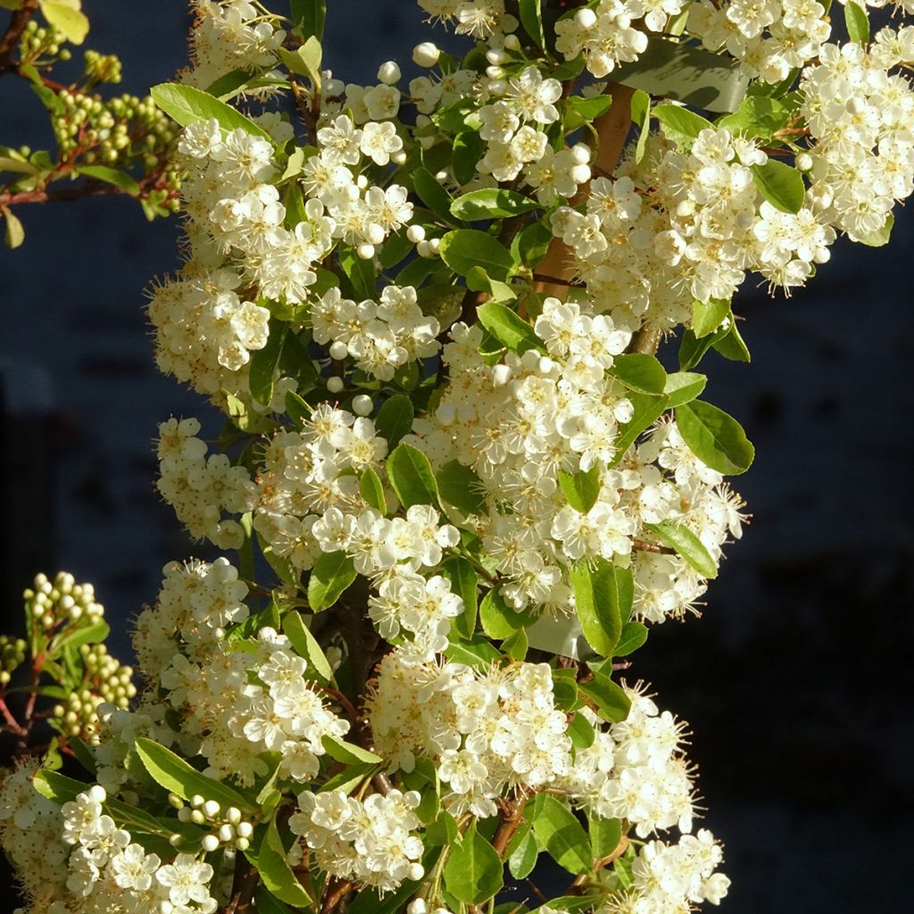Feuerdorn Golden Charmer - Pyracantha