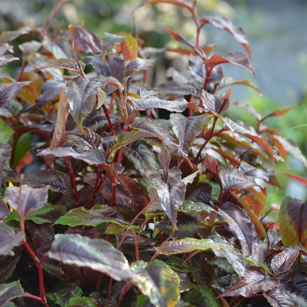 Kleinköpfiger Knöterich Red Dragon - Persicaria microcephala