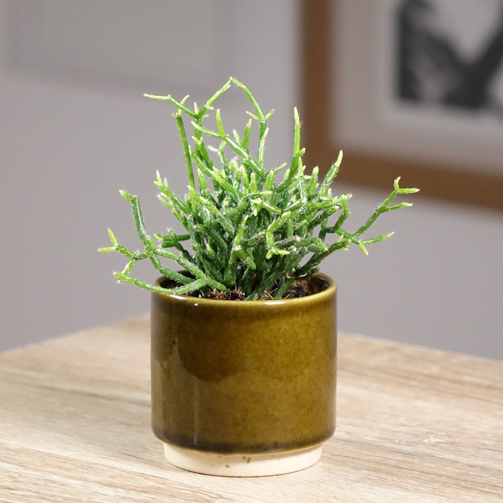 Rhipsalis cereuscula - Korallenkaktus