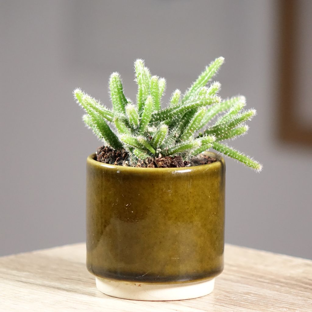 Rhipsalis horrida - Korallenkaktus