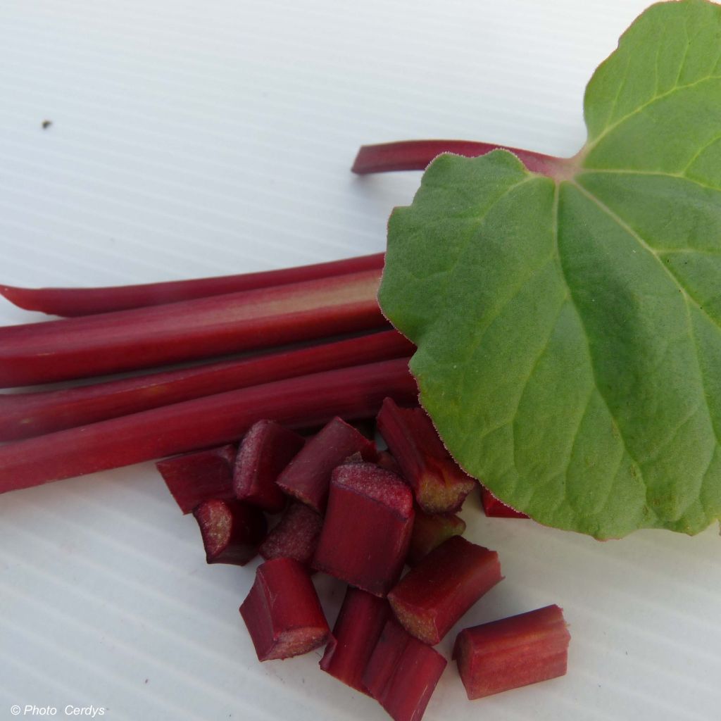 Rhapontik-Rhabarber Fulton's Strawberry Surprise