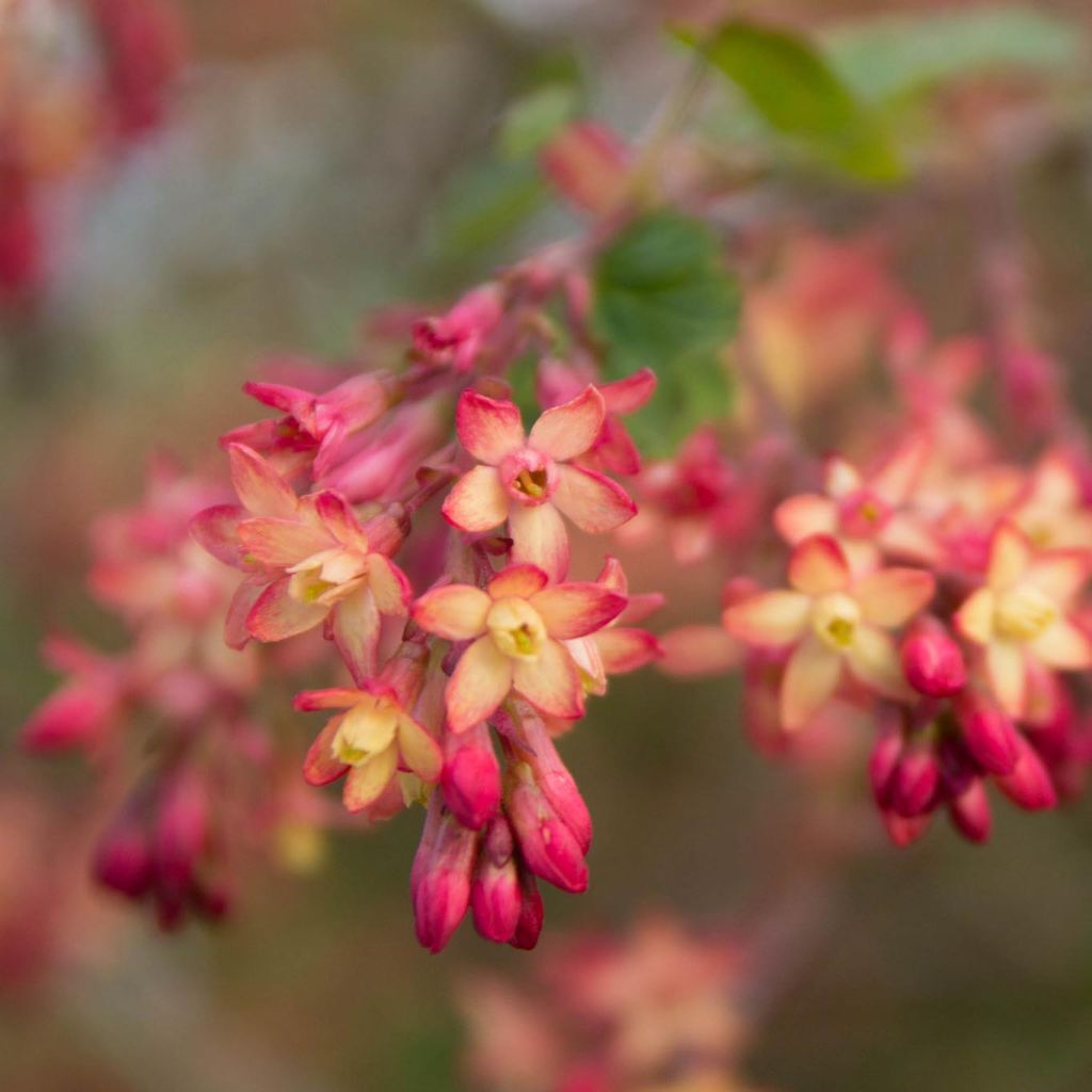 Gordon-Johannisbeere - Ribes gordonianum