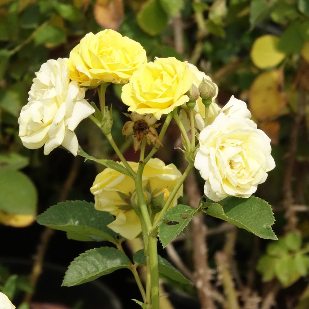 Rosa Golden Border - Beetrose