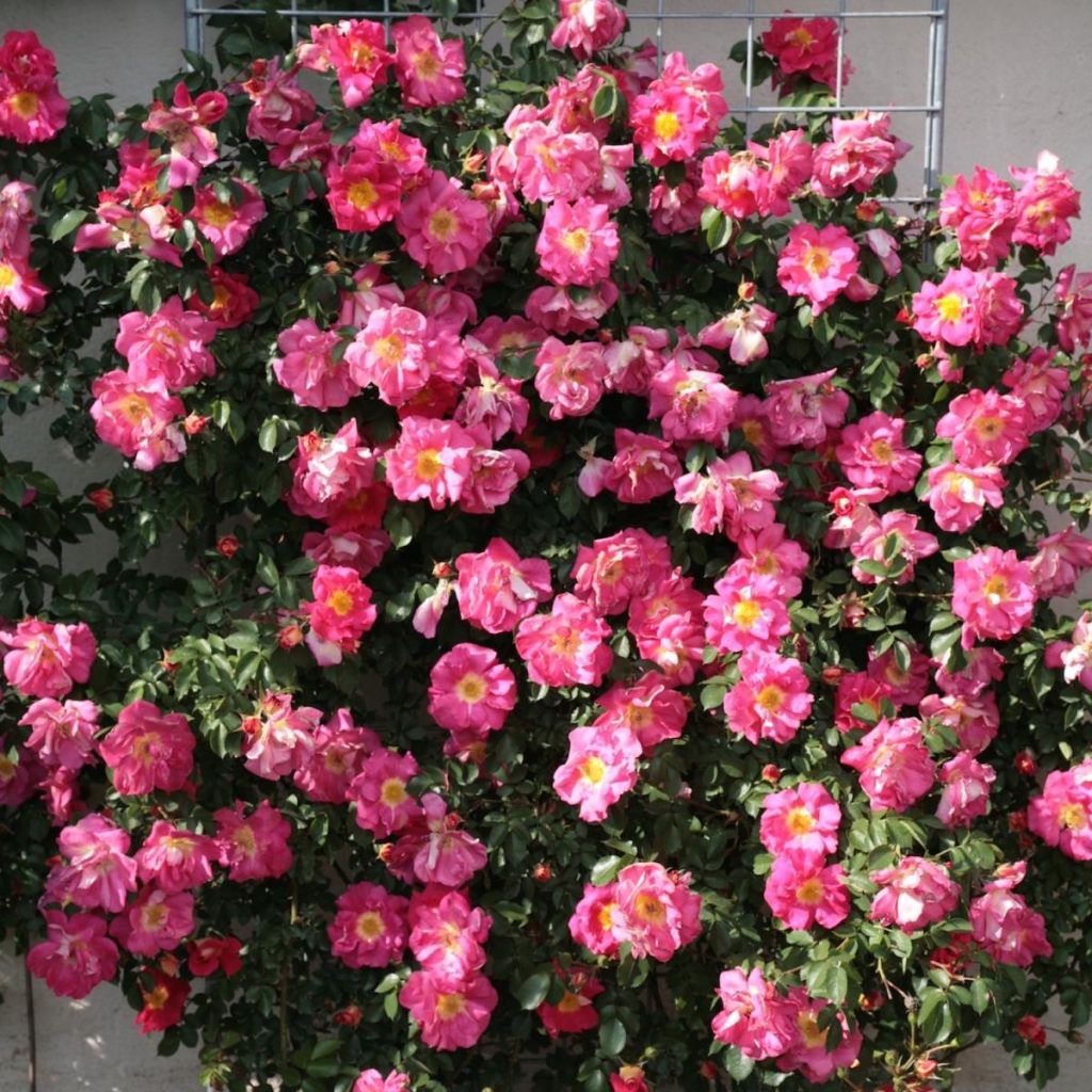 Rosa Climbing Max Bajazzo - Moderne Hybrid-Rose