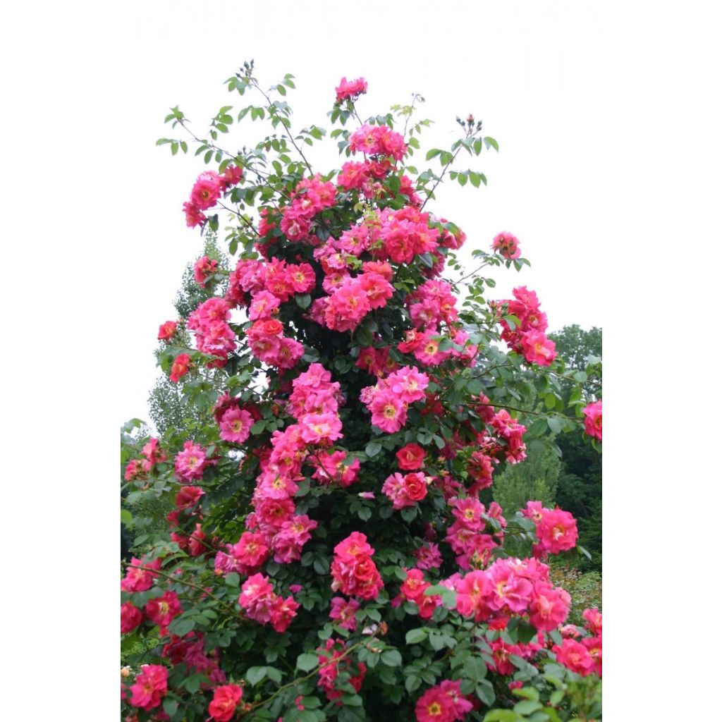 Rosa Climbing Max Bajazzo - Moderne Hybrid-Rose