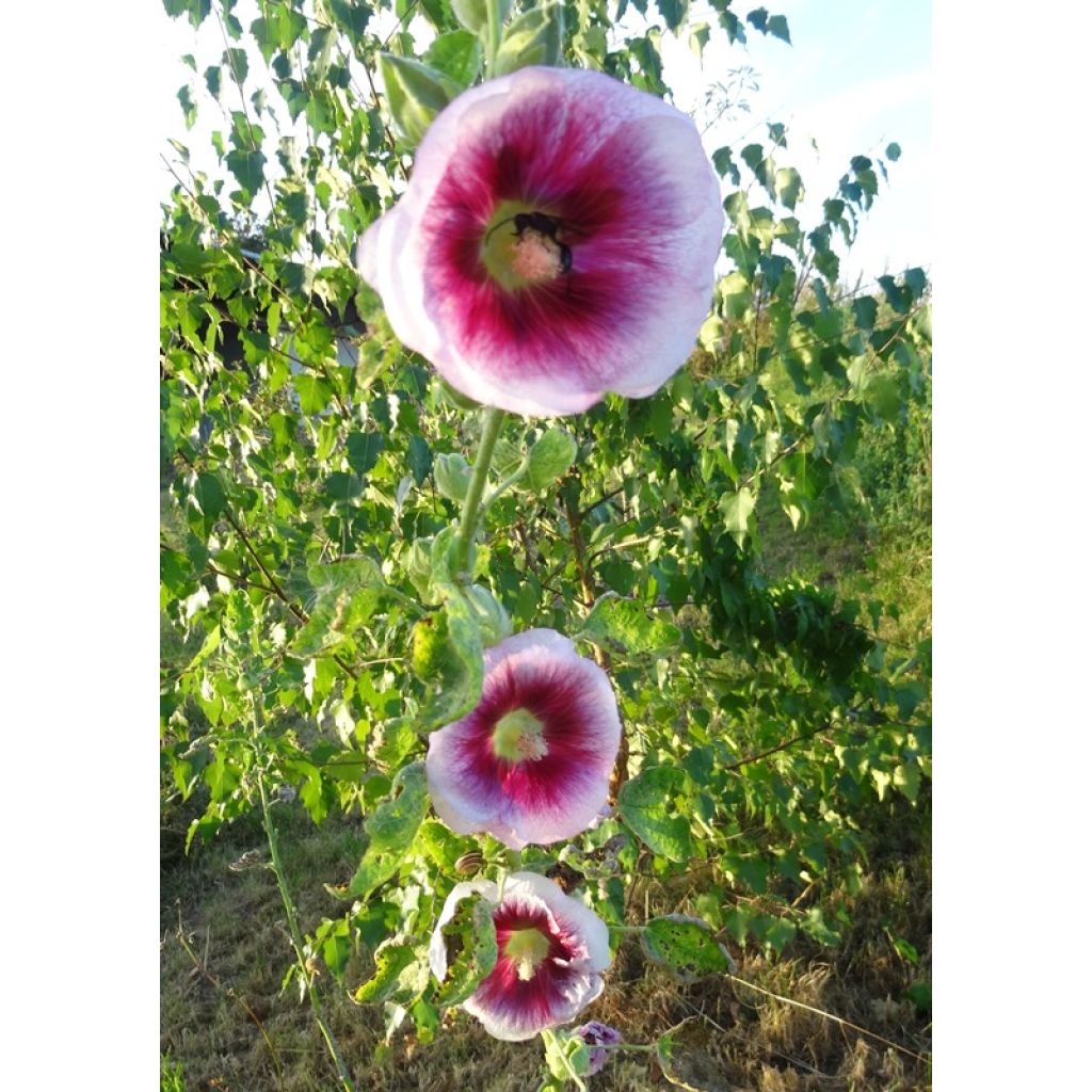 Alcea rosea Crème de cassis (Samen) - Gewöhnliche Stockrose