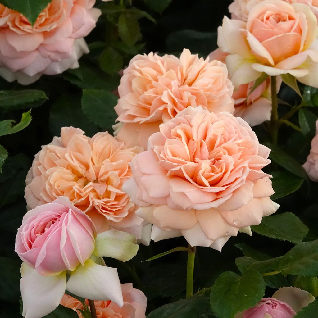Rosa Garden of Roses - Beetrose