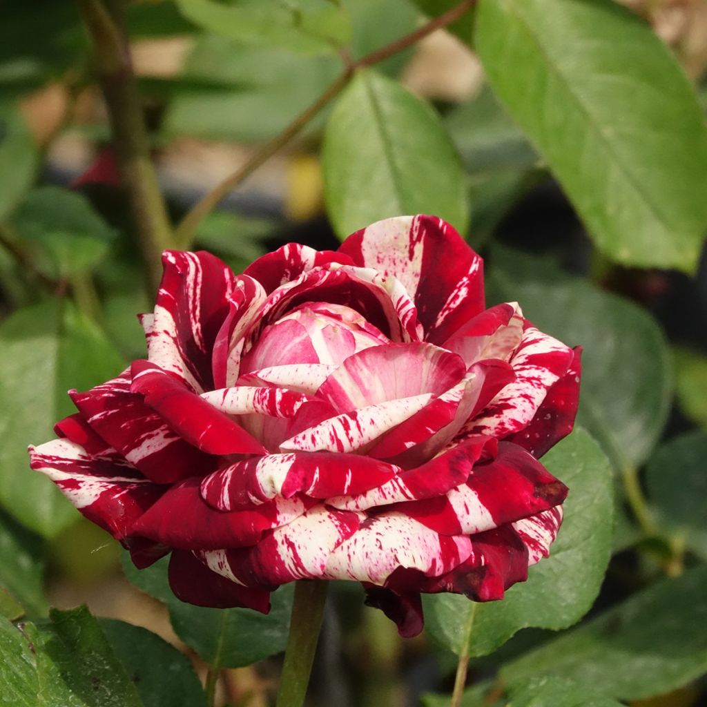 Rosa Julio Iglesias Meistemon - Beetrose