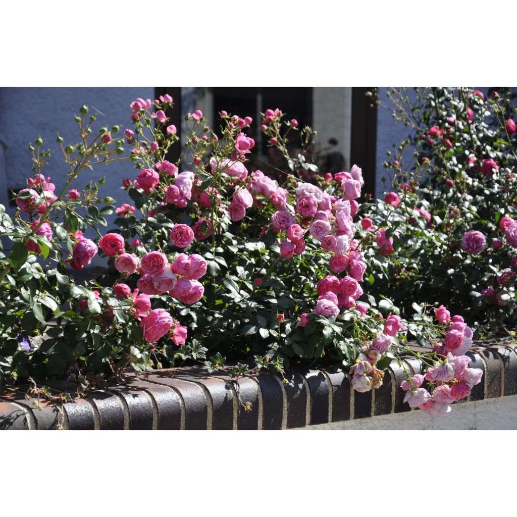 Rosa Pomponella - Beetrose