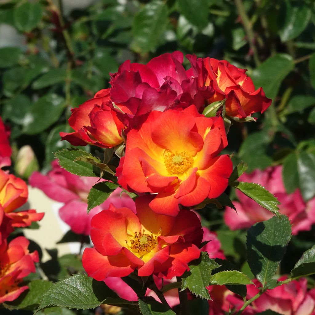 Rosa Summer of Love - Beetrose