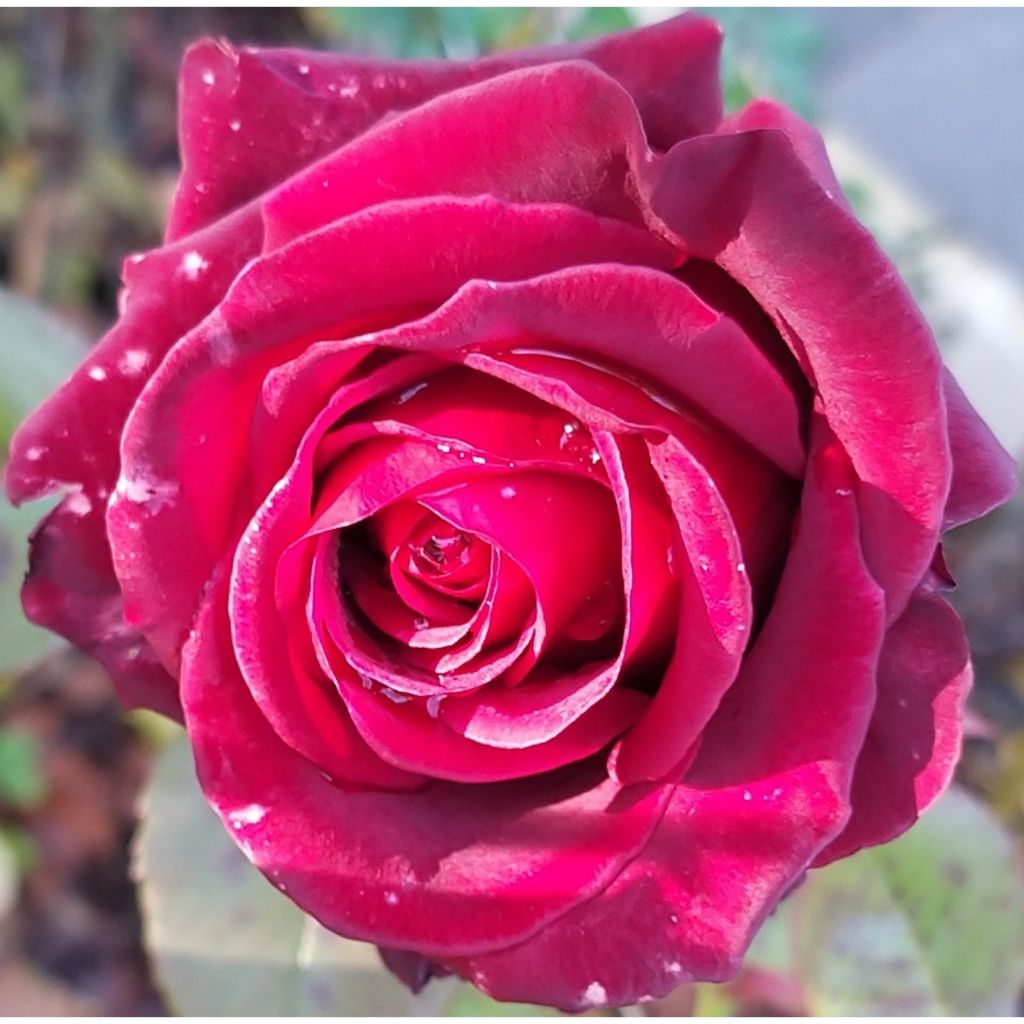 Rosa Black Baccara - Edelrose