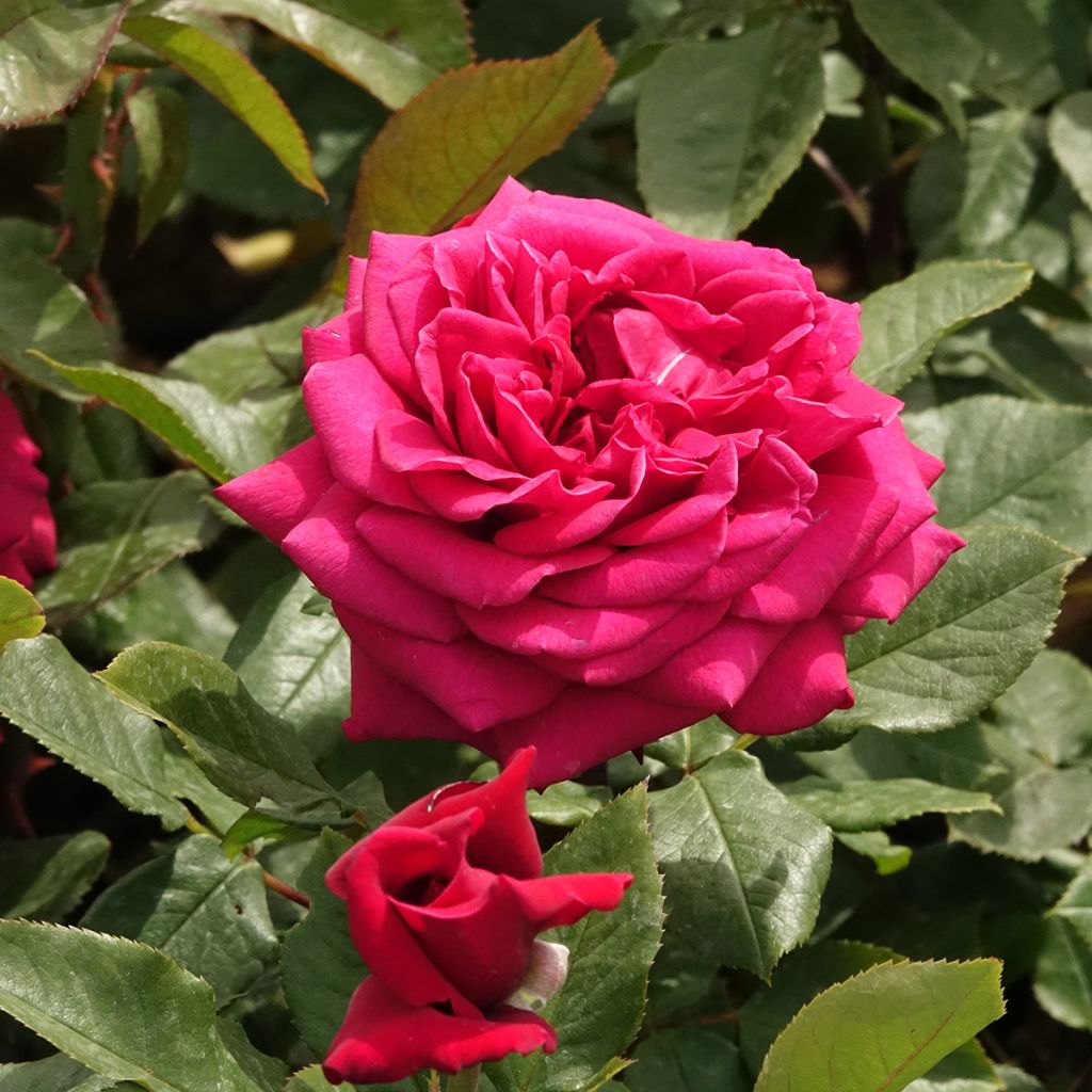 Rosa Charlotte Rampling - Edelrose