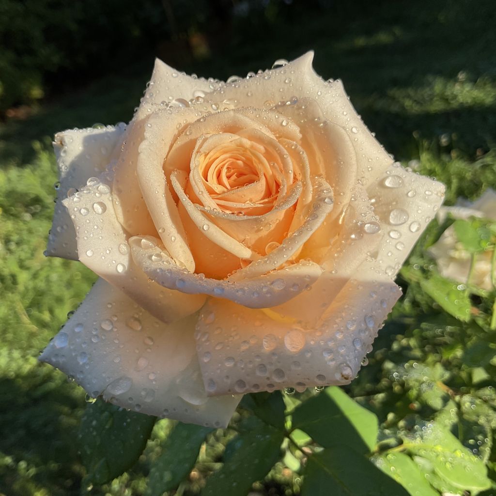 Rosa Courage - Edelrose