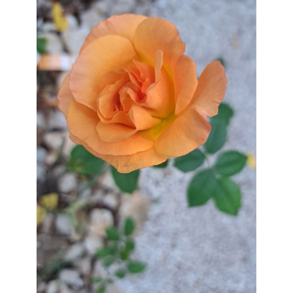 Rosa Ibiza - Edelrose