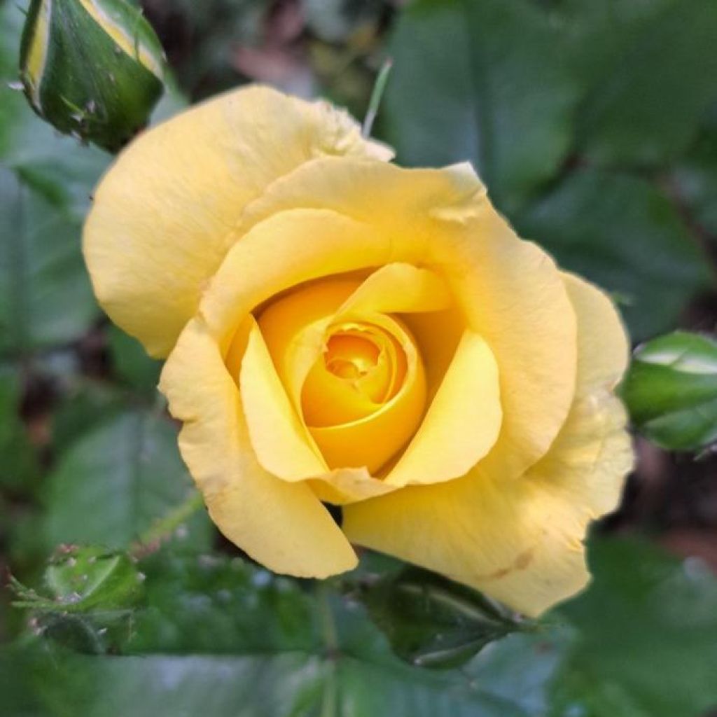 Rosa Les Années Folles La Rotonde - Edelrose