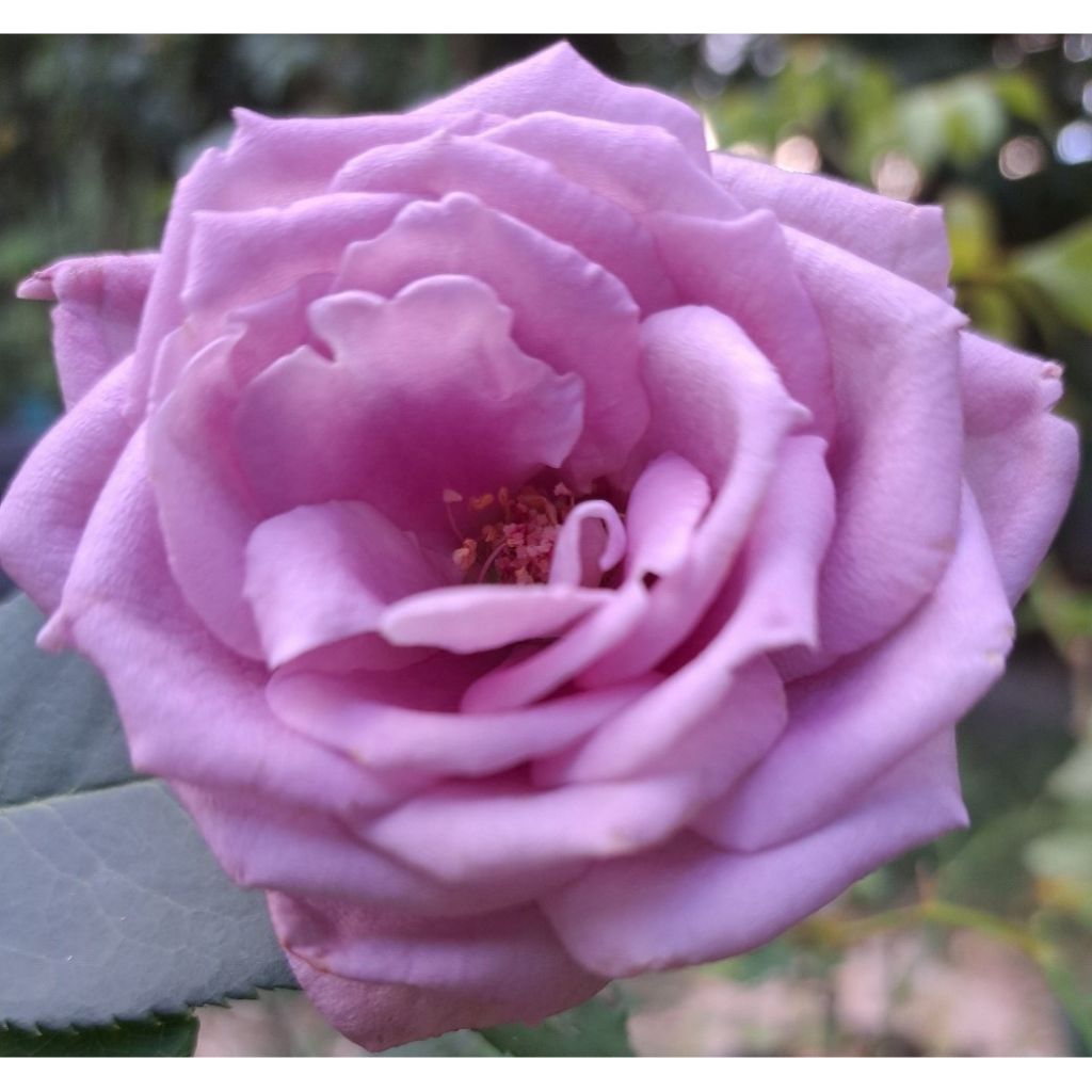 Rosa Mamy Blue - Edelrose