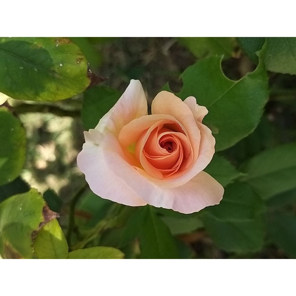 Rosa Michele Meilland - Edelrose