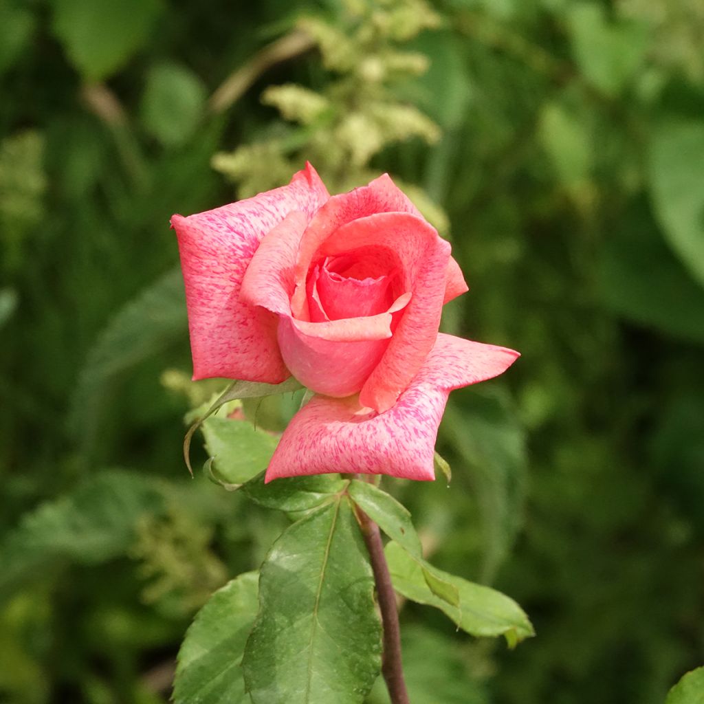 Rosa Pierre Cardin - Edelrose
