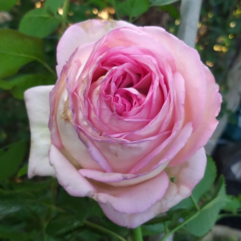 Rosa Ragazza Adalekov - Edelrose