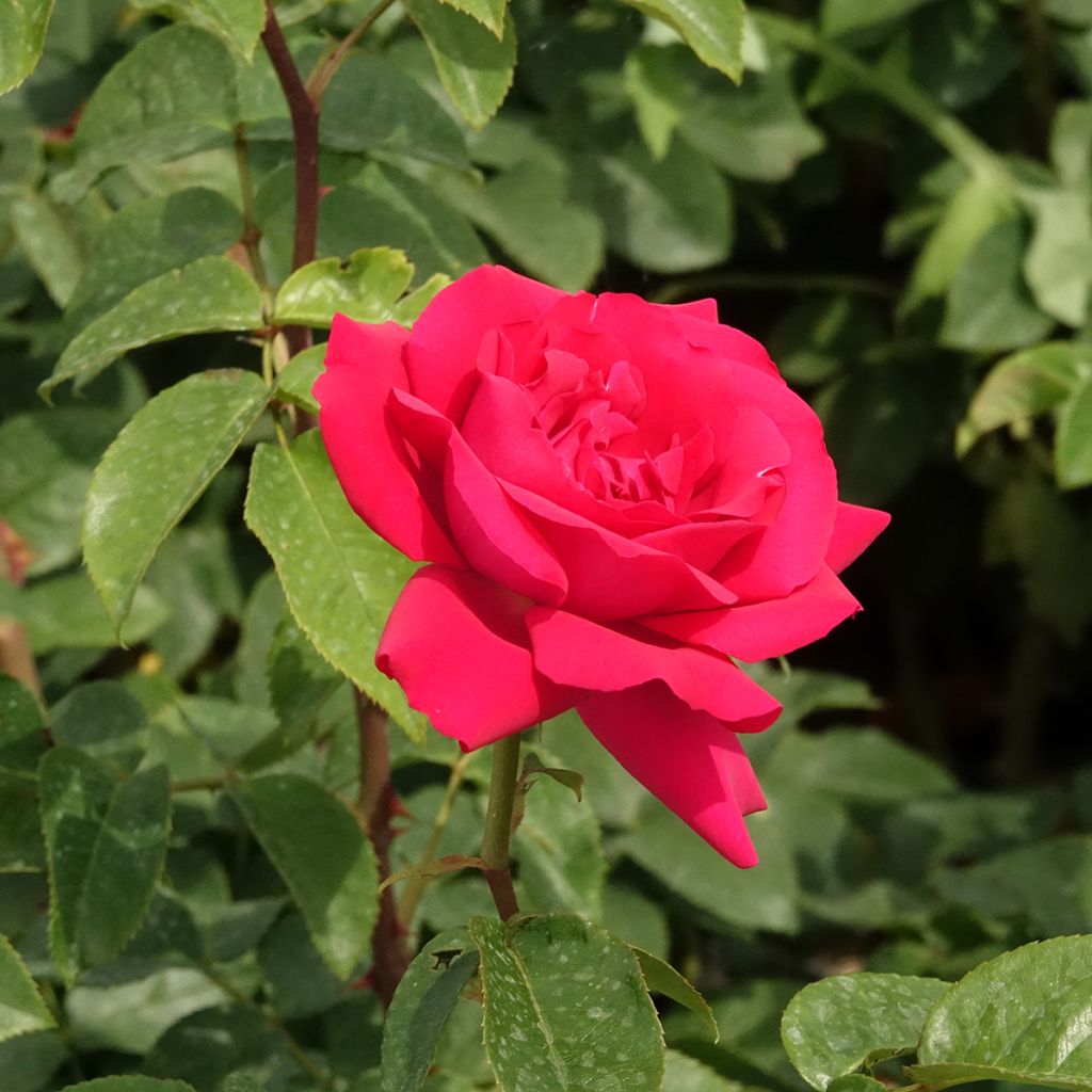 Rosa Velasquez - Edelrose