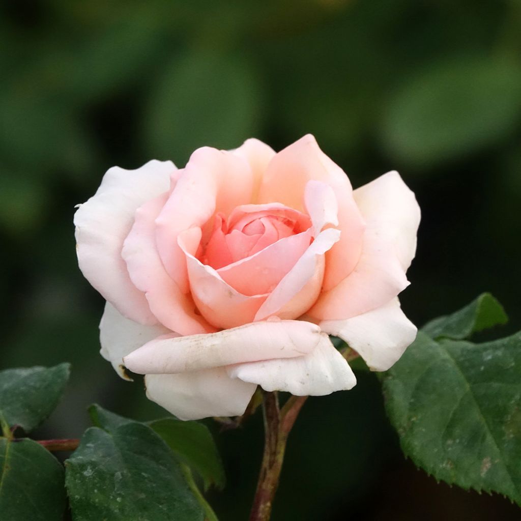 Rosa Ville de Fontenay-aux-Roses - Edelrose